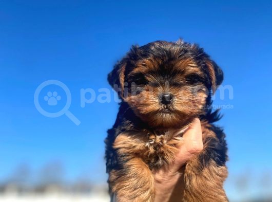 Erkek ve Dişi Show Kalitede Yorkshire Terrier Yavrularımız