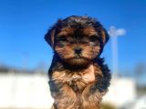 Erkek Ve Dişi Show Kalitede Yorkshire Terrier Yavrularımız