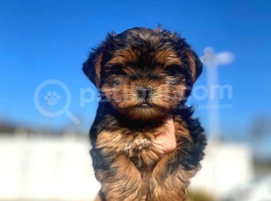 Erkek Ve Dişi Show Kalitede Yorkshire Terrier Yavrularımız görsel