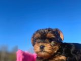 Erkek Ve Dişi Show Kalitede Yorkshire Terrier Yavrularımız