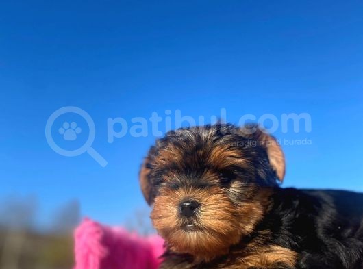 Erkek Ve Dişi Show Kalitede Yorkshire Terrier Yavrularımız görsel