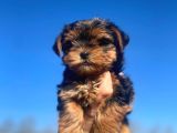 Erkek Ve Dişi Show Kalitede Yorkshire Terrier Yavrularımız