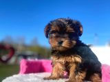 Erkek Ve Dişi Show Kalitede Yorkshire Terrier Yavrularımız
