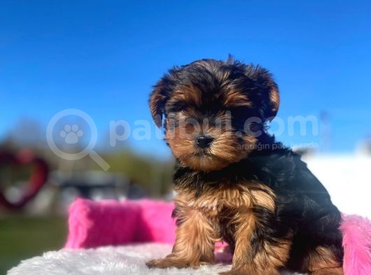 Erkek Ve Dişi Show Kalitede Yorkshire Terrier Yavrularımız görsel