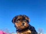 Erkek Ve Dişi Show Kalitede Yorkshire Terrier Yavrularımız