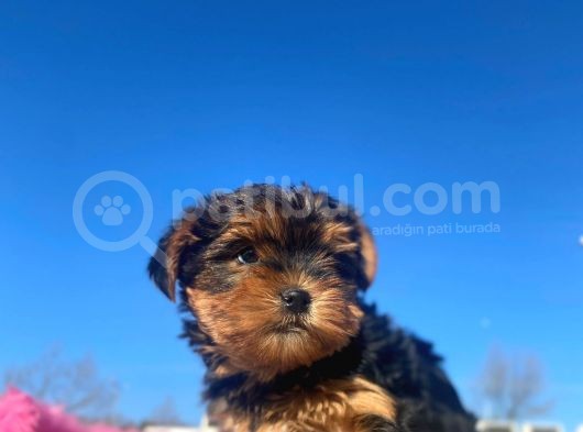 Erkek Ve Dişi Show Kalitede Yorkshire Terrier Yavrularımız görsel