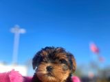 Erkek Ve Dişi Show Kalitede Yorkshire Terrier Yavrularımız