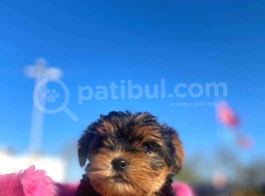 Erkek Ve Dişi Show Kalitede Yorkshire Terrier Yavrularımız görsel