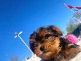 Erkek Ve Dişi Show Kalitede Yorkshire Terrier Yavrularımız
