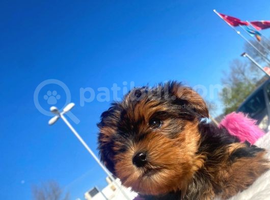 Erkek Ve Dişi Show Kalitede Yorkshire Terrier Yavrularımız görsel