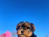 Erkek Ve Dişi Show Kalitede Yorkshire Terrier Yavrularımız