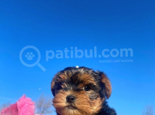 Erkek Ve Dişi Show Kalitede Yorkshire Terrier Yavrularımız görsel