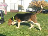 Tuvalet Eğitimini Almış 3 Aylık Beagle