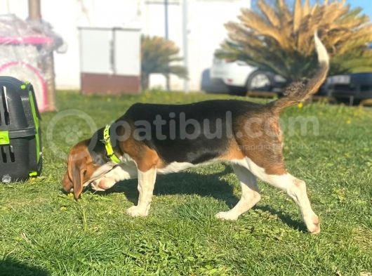 Tuvalet Eğitimini Almış 3 Aylık Beagle
