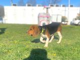 Tuvalet Eğitimini Almış 3 Aylık Beagle