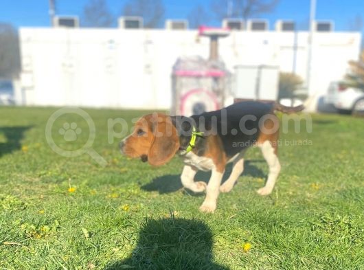 Tuvalet Eğitimini Almış 3 Aylık Beagle görsel