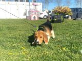 Tuvalet Eğitimini Almış 3 Aylık Beagle