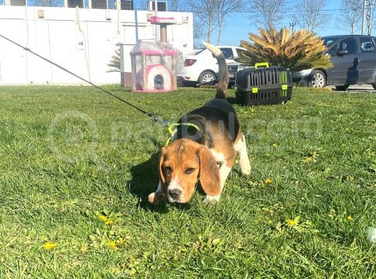 Tuvalet Eğitimini Almış 3 Aylık Beagle görsel