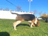 Tuvalet Eğitimini Almış 3 Aylık Beagle