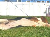 Tuvalet Eğitimini Almış 3 Aylık Beagle