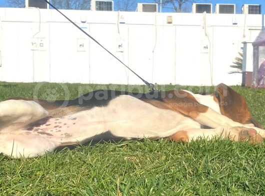 Tuvalet Eğitimini Almış 3 Aylık Beagle görsel
