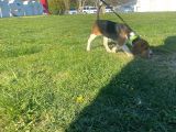 Tuvalet Eğitimini Almış 3 Aylık Beagle