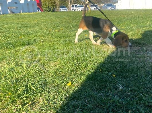Tuvalet Eğitimini Almış 3 Aylık Beagle görsel