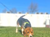 Tuvalet Eğitimini Almış 3 Aylık Beagle
