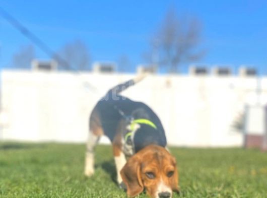 Tuvalet Eğitimini Almış 3 Aylık Beagle görsel