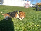 Tuvalet Eğitimini Almış 3 Aylık Beagle