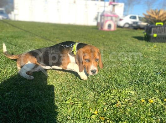 Tuvalet Eğitimini Almış 3 Aylık Beagle görsel