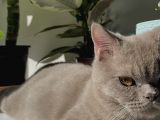 British Lilac