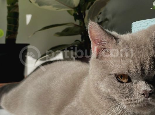 British Lilac görsel
