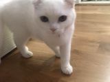5 Aylık Scottish Fold Dişi
