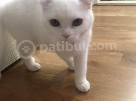 5 Aylık Scottish Fold Dişi