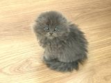 Scottish Longhair Çok Uygun 3Aylık