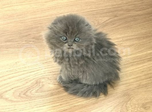 Scottish Longhair Çok Uygun 3Aylık görsel