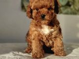 Red Brown Toy Poodle Yavrular