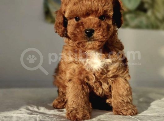 Red Brown Toy Poodle Yavrular görsel