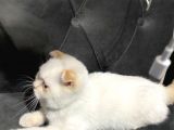 Saf Irk Erkek Scottish Fold