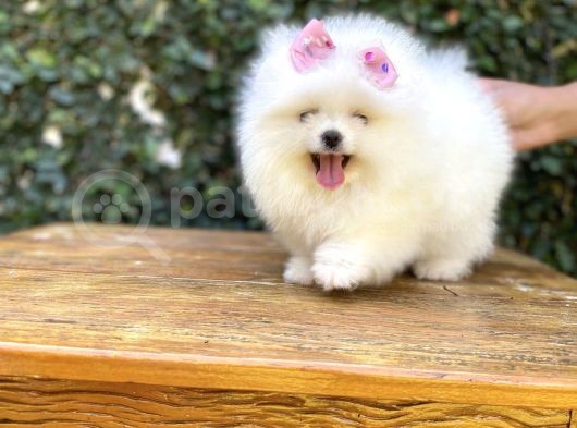 Dişi-Erkek Ayıcık Surat Pomeranian Yavrular görsel
