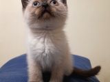 Scottish Straight Lynx, Scottish Fold Longhair Lynx, Chocolate Point , Yavrularım