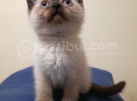 Scottish Straight Lynx, Scottish Fold Longhair Lynx, Chocolate Point , Yavrularım görsel