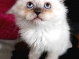 Scottish Straight Lynx, Scottish Fold Longhair Lynx, Chocolate Point , Yavrularım