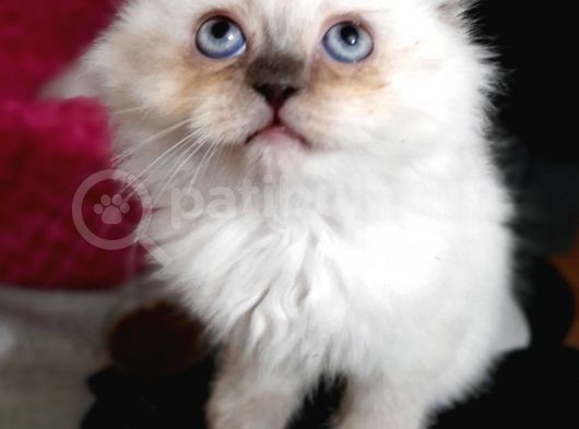 Scottish Straight Lynx, Scottish Fold Longhair Lynx, Chocolate Point , Yavrularım
