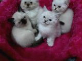 Scottish Straight Lynx, Scottish Fold Longhair Lynx, Chocolate Point , Yavrularım