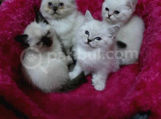 Scottish Straight Lynx, Scottish Fold Longhair Lynx, Chocolate Point , Yavrularım görsel