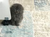 Scottish Longhair Çok Uygun 3Aylık