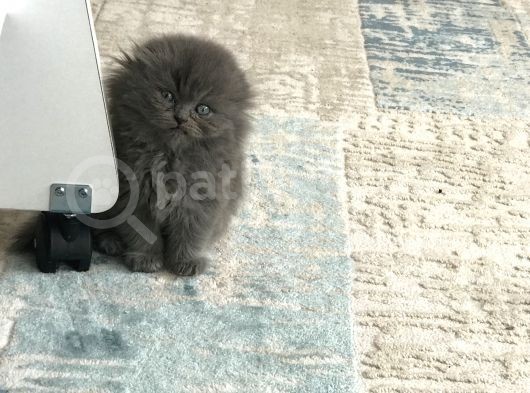 Scottish Longhair Çok Uygun 3Aylık görsel