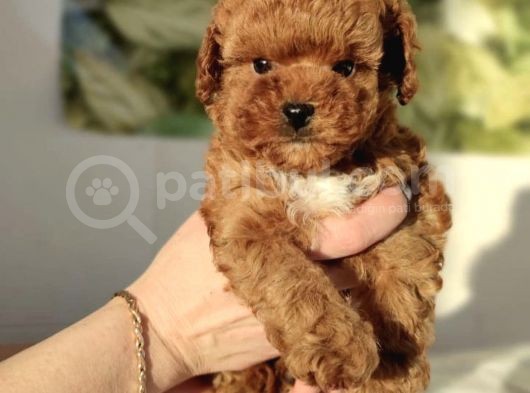 Red Brown Toy Poodle Yavrular görsel